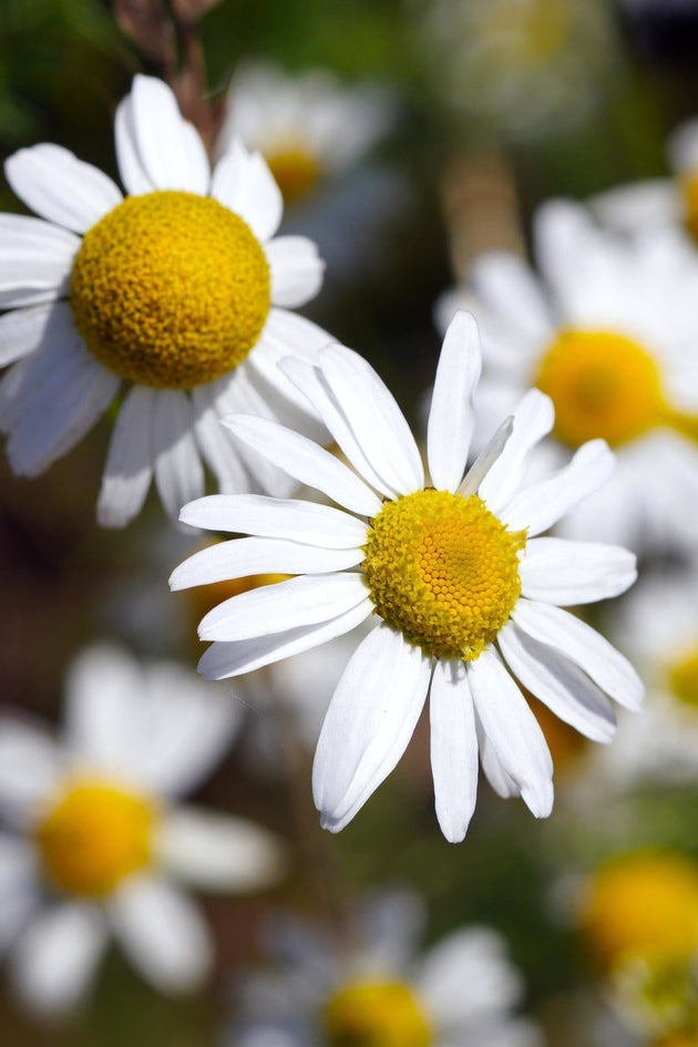 The Story of Chamomile: A Flower Loved for Thousands of Years