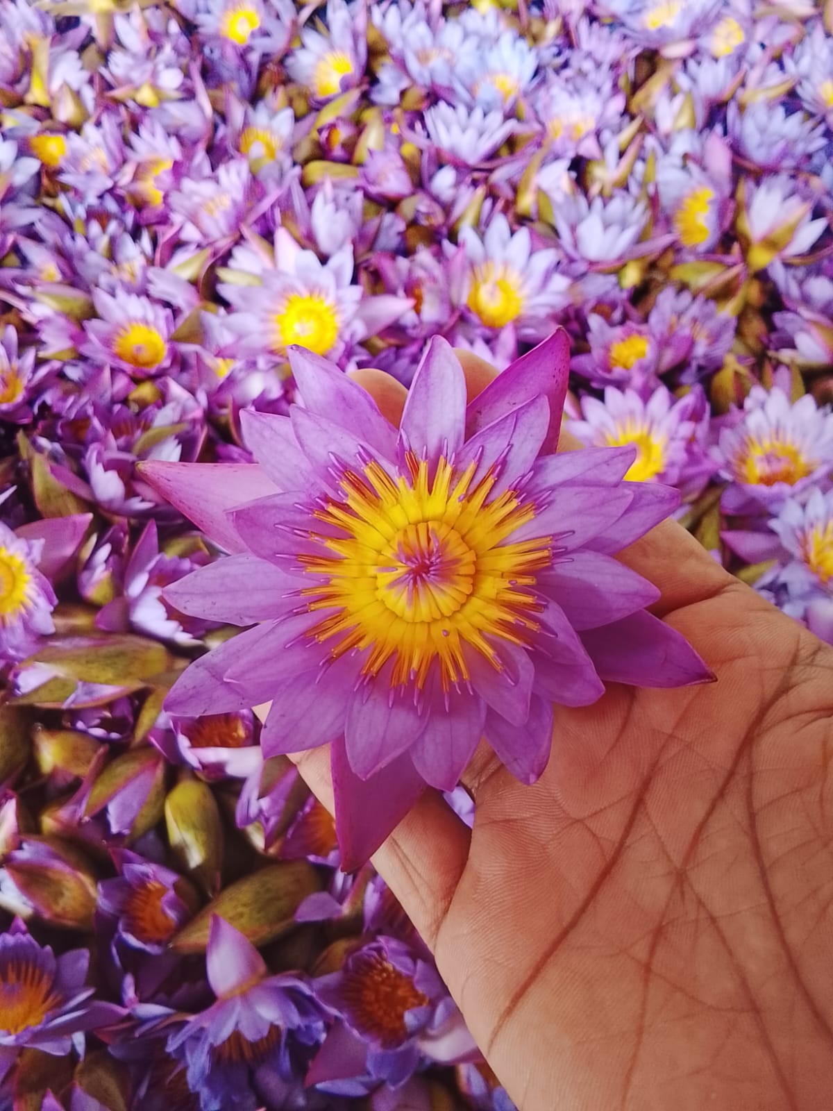 Blue lotus flowers